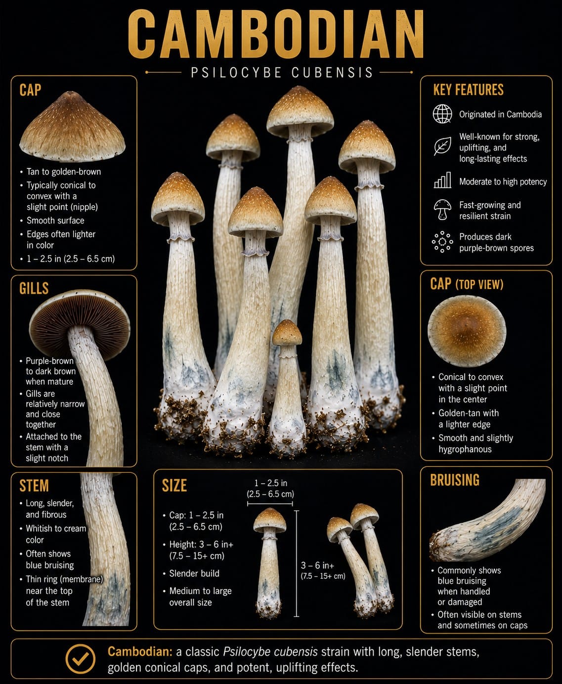 Cambodian mushroom identification illustration