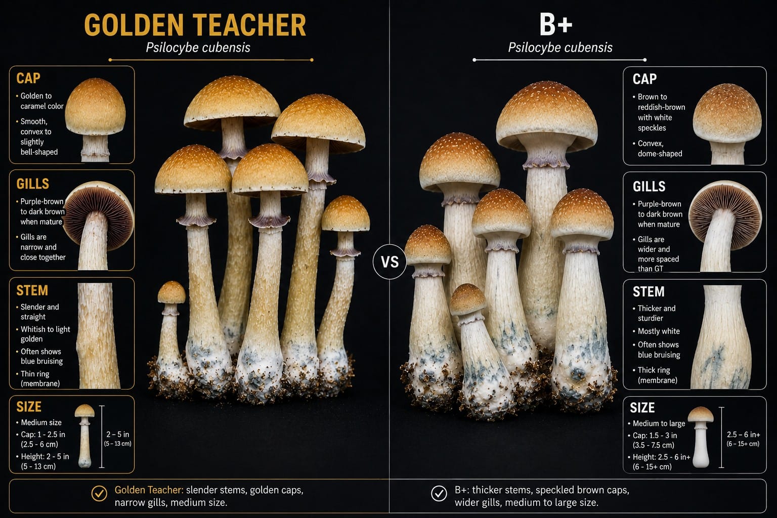 Golden Teacher vs B Plus Psilocybe cubensis mushroom comparison chart