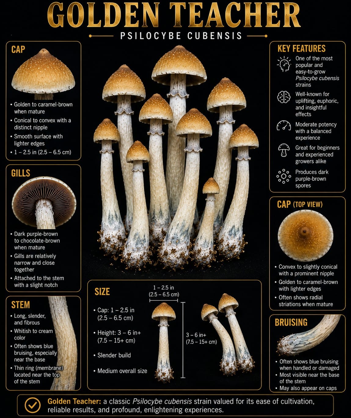 Golden Teacher Psilocybe cubensis mushroom identification illustration