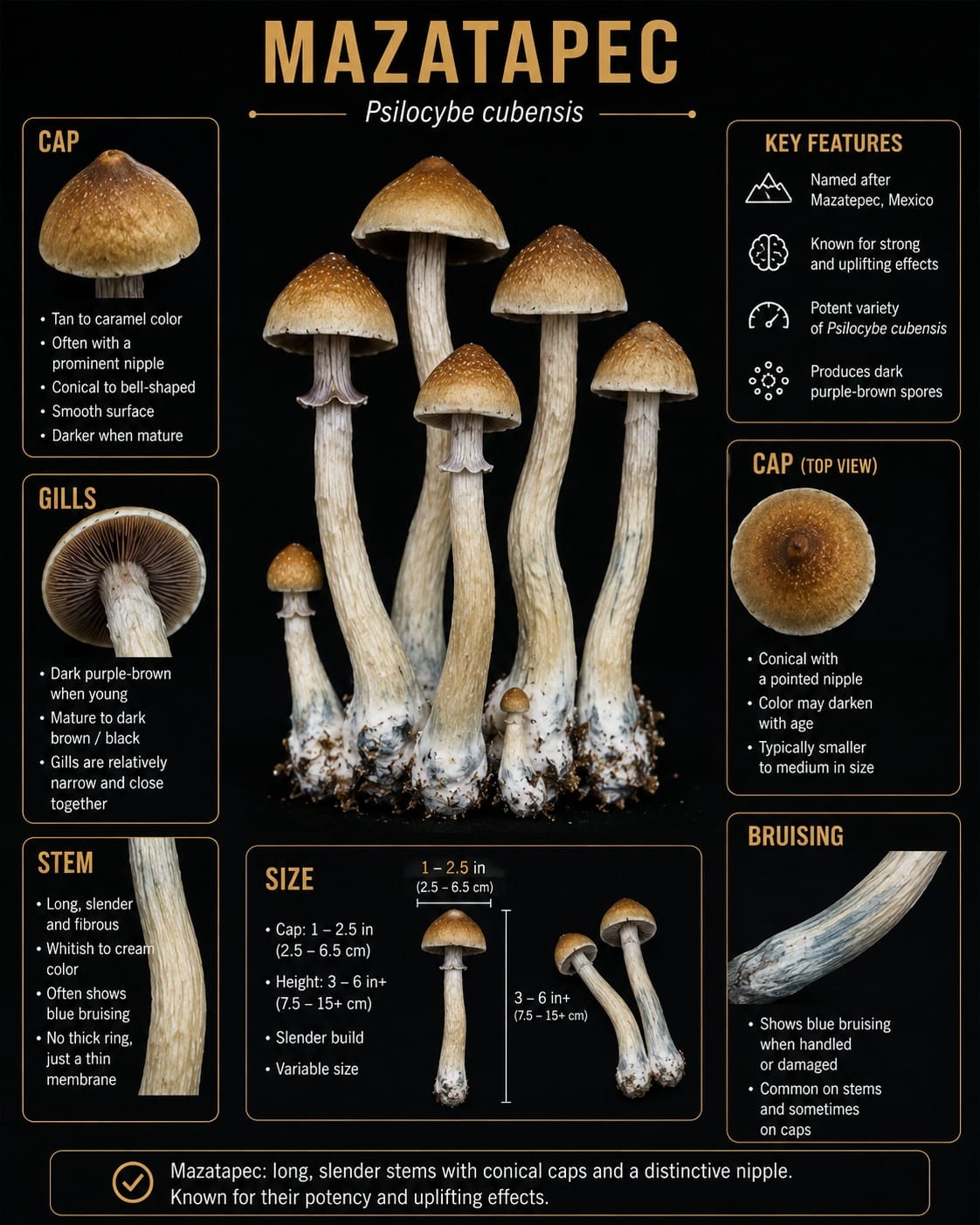 Mazatapec mushroom identification illustration