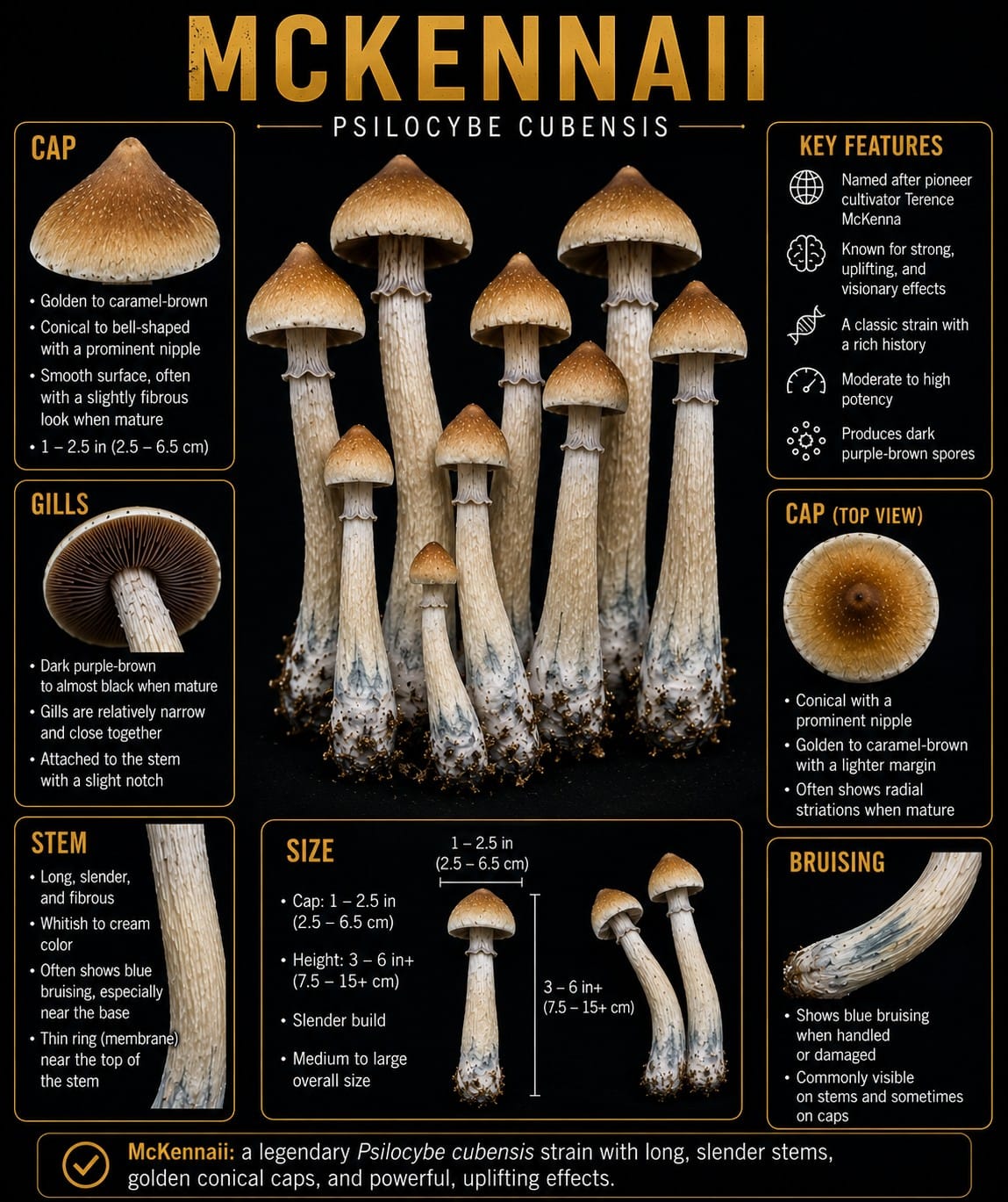 McKennaii mushroom identification illustration