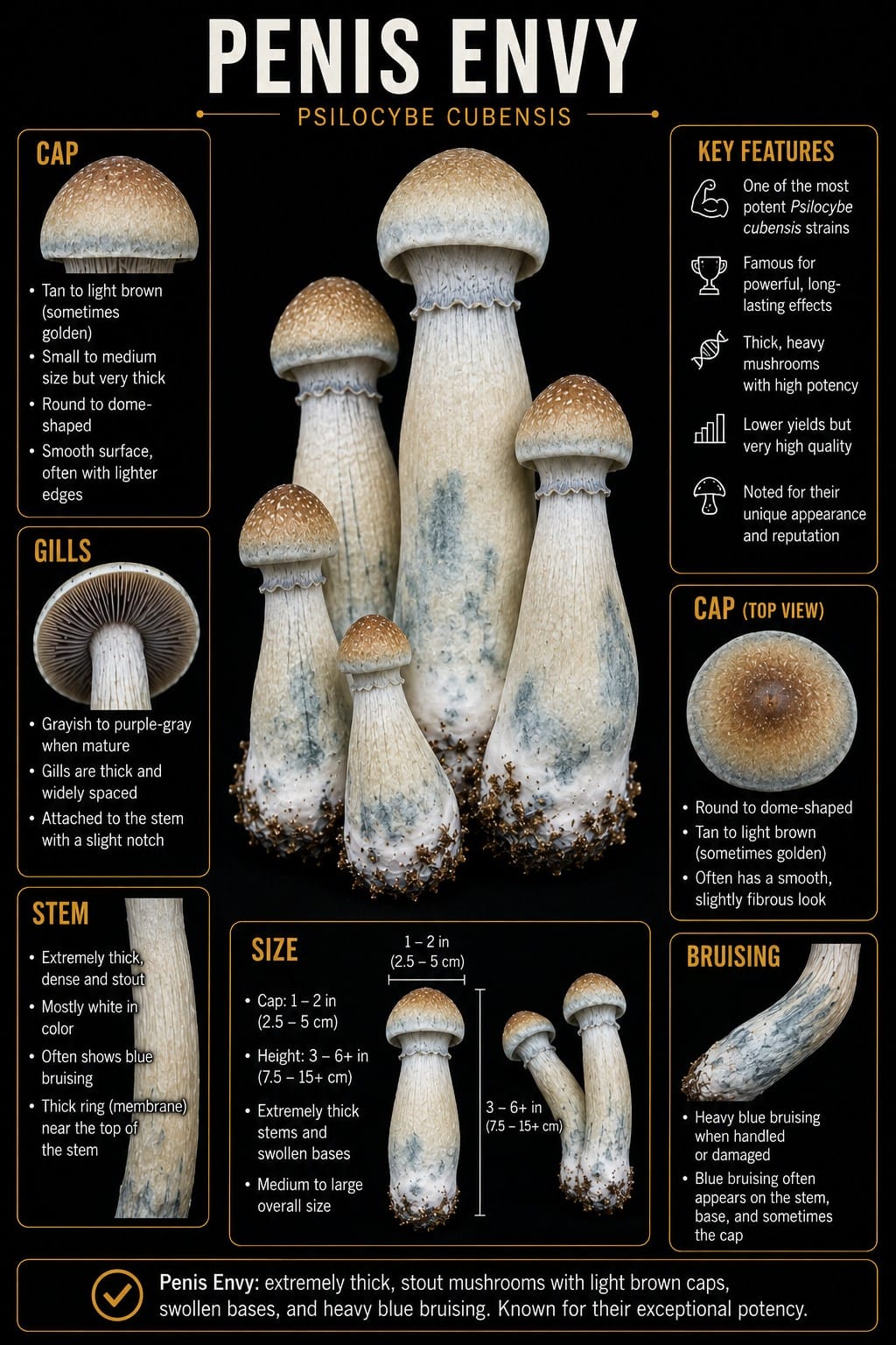 Penis Envy mushroom identification illustration