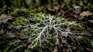 Close-up network of mushroom mycelium on soil