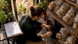 Grower adjusting humidifier in mushroom chamber