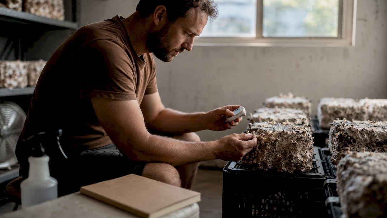 Grower checking mushroom pins in fruiting chamber