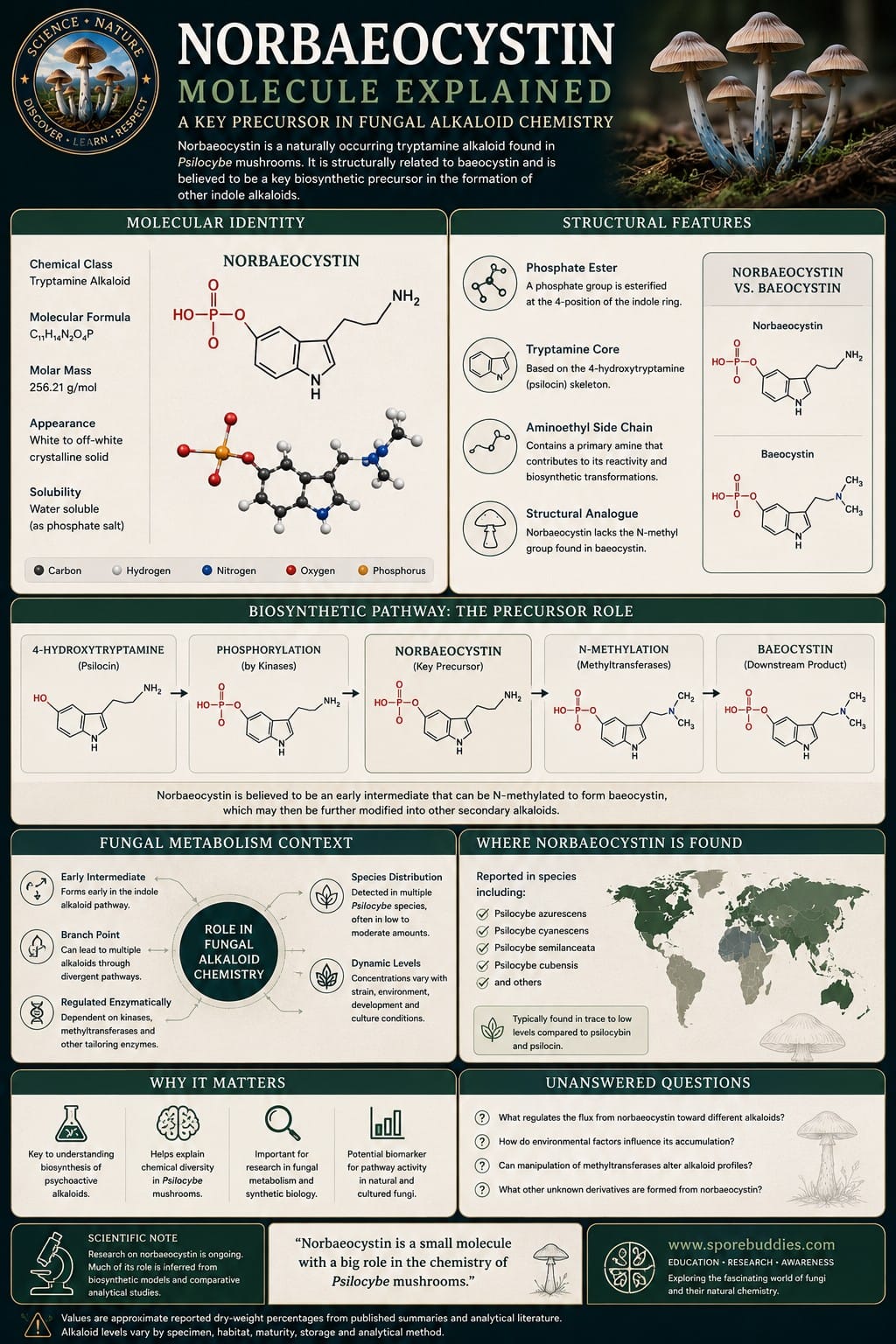 Norbaeocystin Molecule Explained and Fungal Biosynthesis Norbaeocystin molecule explained infographic showing biosynthetic precursor role in fungal alkaloid chemistry.