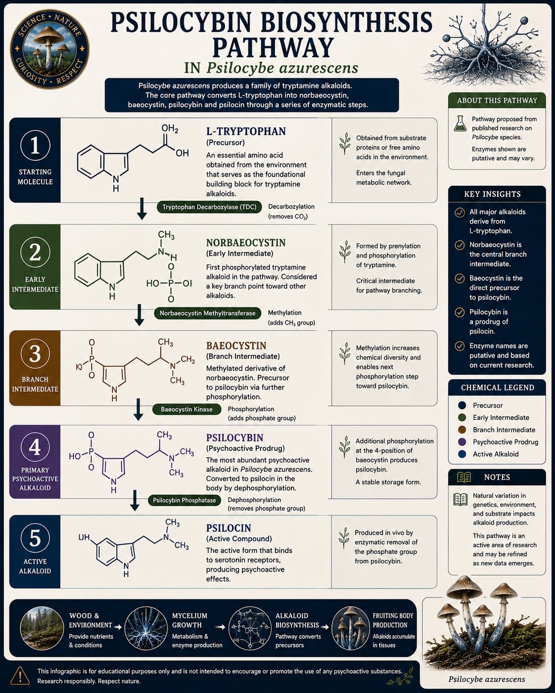 Psilocybe azurescens Alkaloid Biosynthesis Pathway Psilocybe azurescens alkaloid biosynthesis pathway showing tryptophan norbaeocystin baeocystin psilocybin and psilocin.