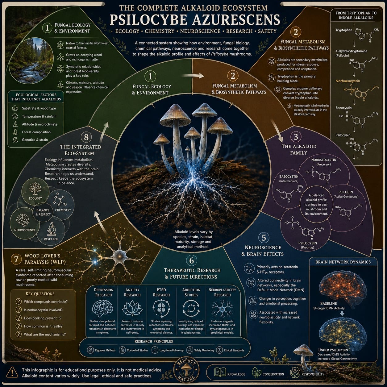 Psilocybe azurescens Complete Alkaloid Ecosystem Complete Psilocybe azurescens alkaloid ecosystem showing fungal ecology metabolism norbaeocystin baeocystin psilocybin psilocin neuroscience and therapeutic research.
