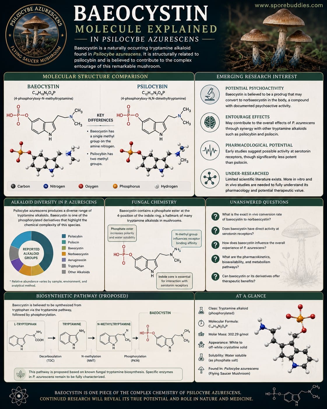 Baeocystin Molecule Explained in Psilocybe azurescens Scientific infographic explaining baeocystin in Psilocybe azurescens with molecular structure, psilocybin comparison, biosynthesis and research questions.