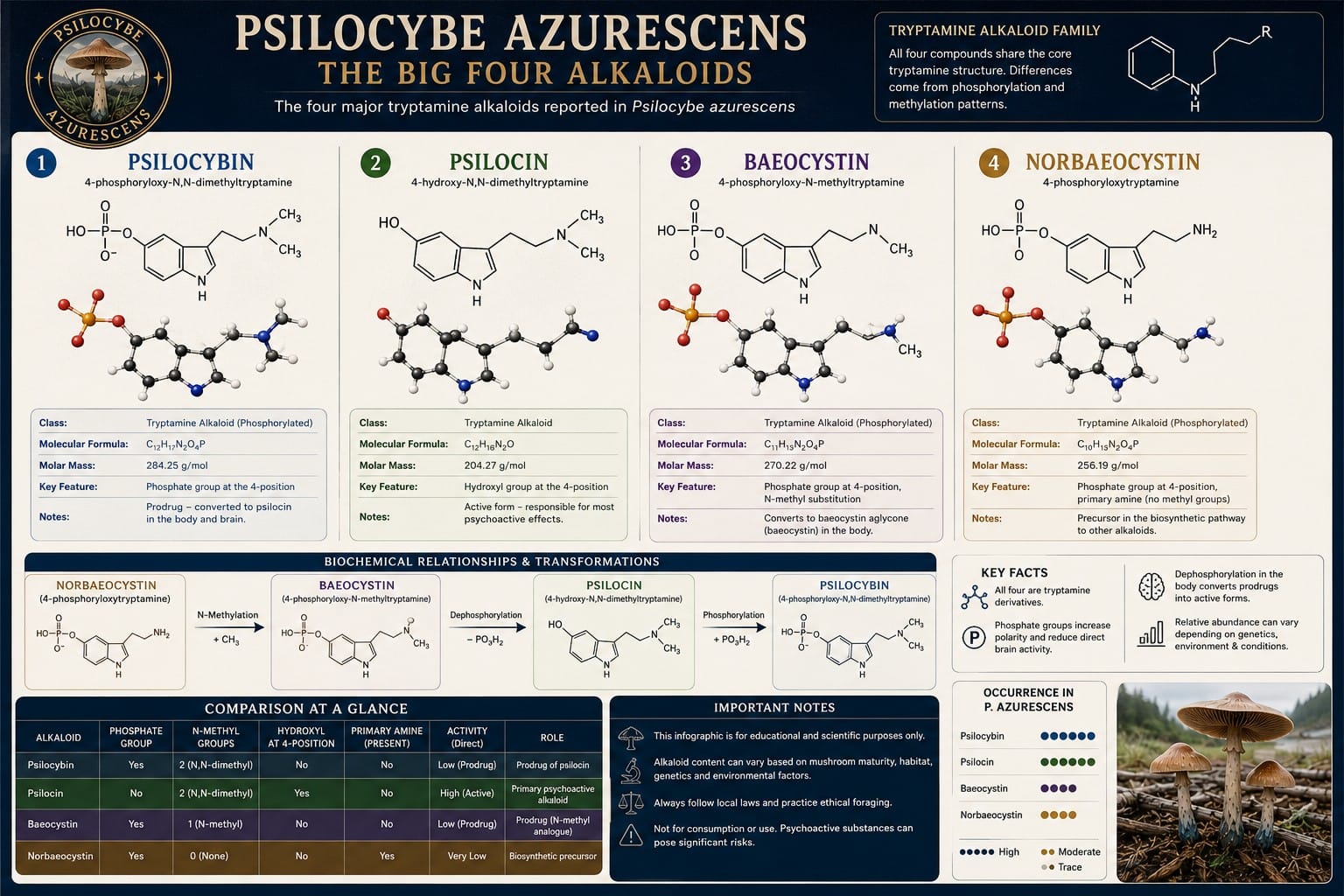 Psilocybe azurescens Big Four Alkaloids Comparison Scientific infographic comparing psilocybin psilocin baeocystin and norbaeocystin alkaloids reported in Psilocybe azurescens.