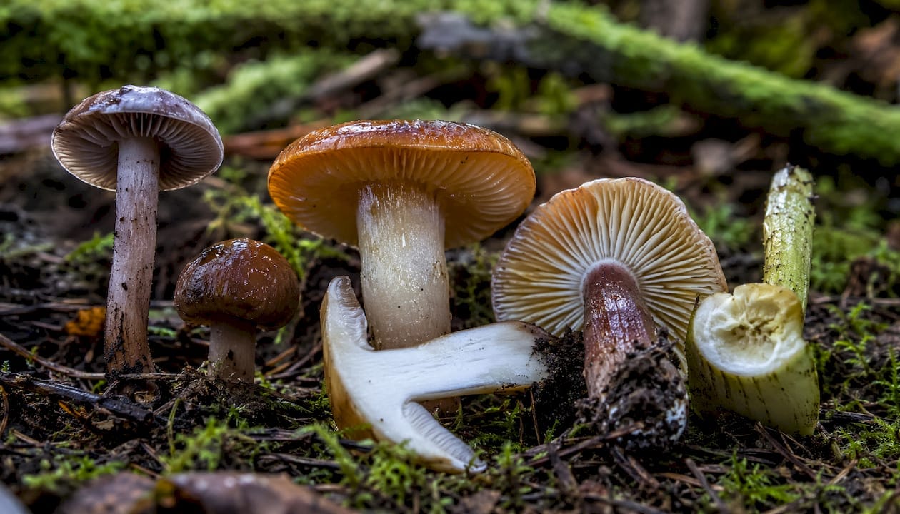 Close-up of mushroom anatomical structures outdoors