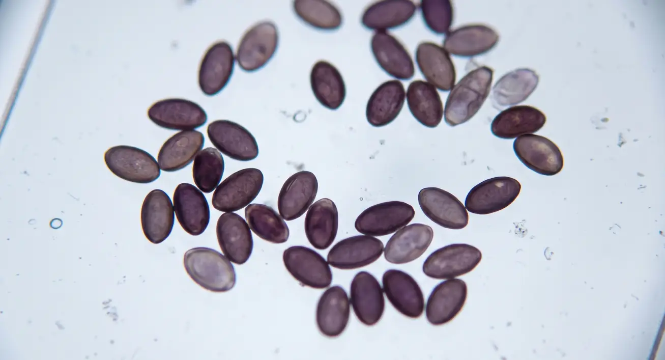 High-magnification microscopy photograph of Psilocybe cubensis fungal spores on a glass slide, as seen through a compound laboratory microscope.