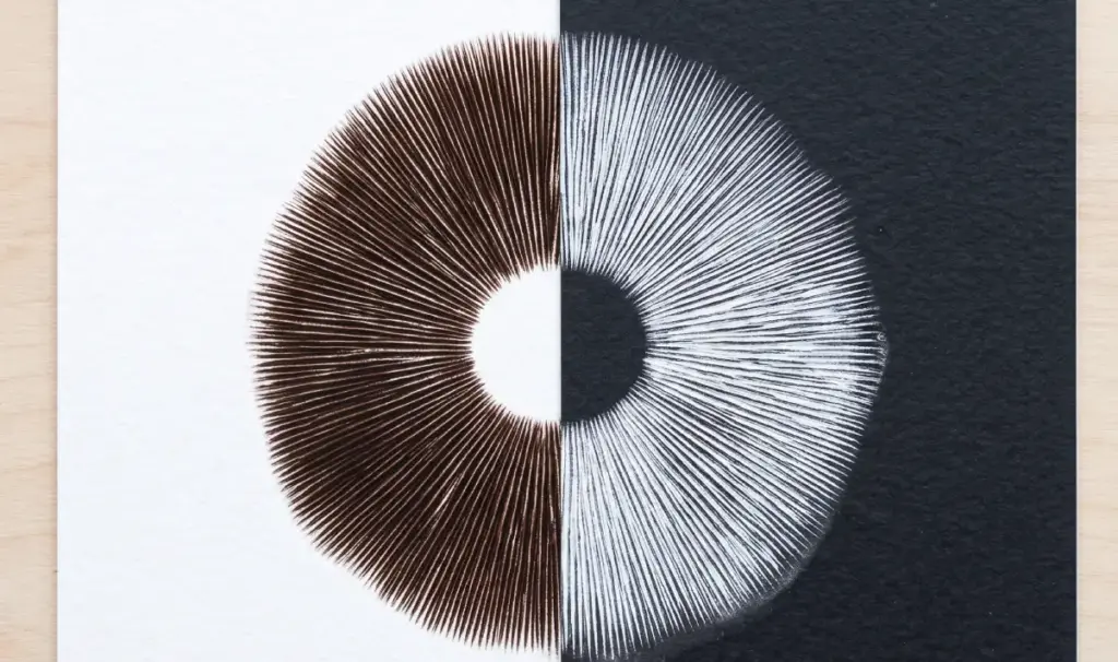 A top-down photograph showing a circular mushroom spore print split across two different papers. The left half is on textured white paper and displays a dark brown spore print. The right half is on black textured paper and displays a white spore print. Both sides show the radiating gill pattern, resting on a light wood grain surface.