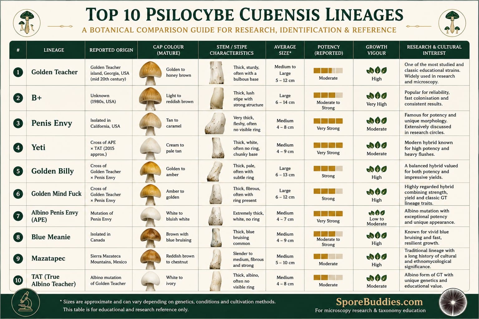 Scientific family tree diagram showing the relationship between the genus Psilocybe, Psilocybe cubensis and several named cubensis lineages including Golden Teacher, B+, Penis Envy, Yeti, Golden Billy and Golden Mind Fuck, alongside Psilocybe semilanceata, Psilocybe cyanescens and Psilocybe azurescens.