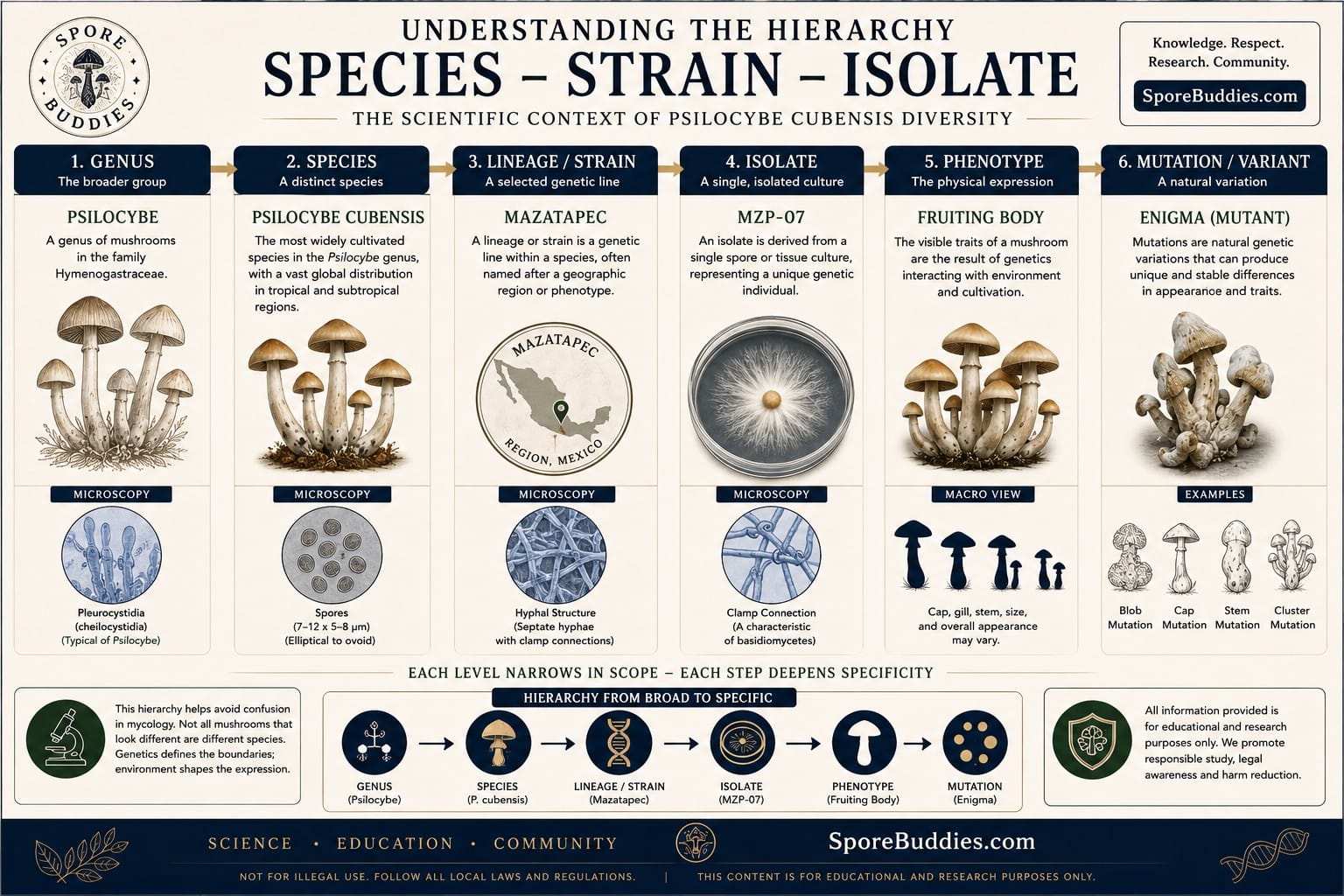 Scientific hierarchy diagram explaining the relationship between genus, species, lineage or strain, isolate, phenotype and mutation in Psilocybe cubensis.