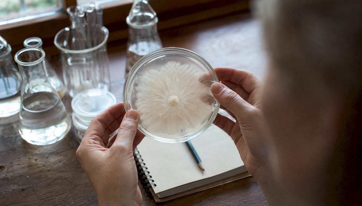 Hands holding agar dish with feathery mycelium edge