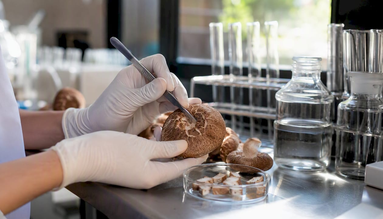 Hands preparing mushroom tissue samples in lab