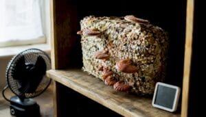 Indoor reishi mushroom grow block with emerging fruit bodies