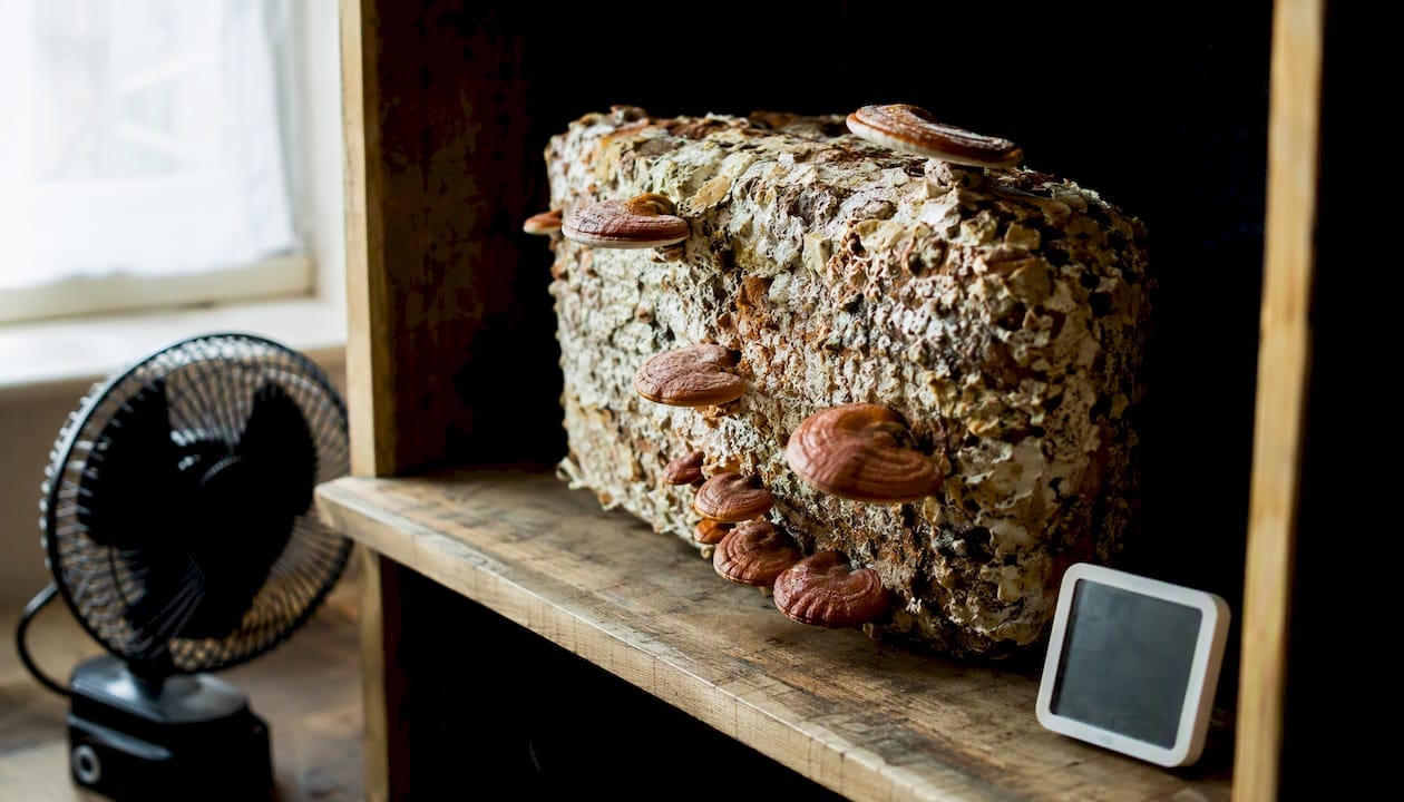 Indoor reishi mushroom grow block with emerging fruit bodies