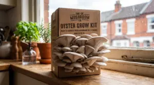 Harvest-ready oyster mushroom grow kit sitting on a UK kitchen windowsill with fresh grey oyster mushrooms bursting from the cardboard box.