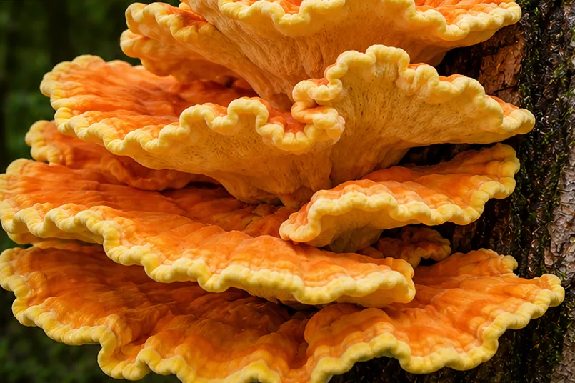 Chicken of the Woods - UK mushroom identification quiz answer Chicken of the Woods (Laetiporus sulphureus), AI-generated illustration