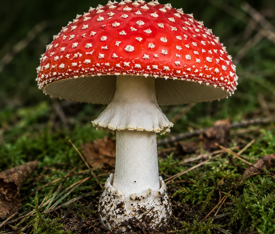 Fly Agaric - UK mushroom identification quiz answer Fly Agaric (Amanita muscaria), AI-generated illustration