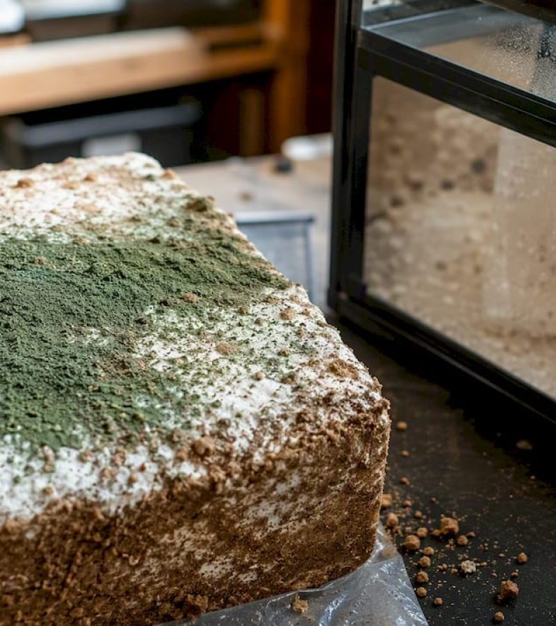 Close-up of Trichoderma contamination on substrate