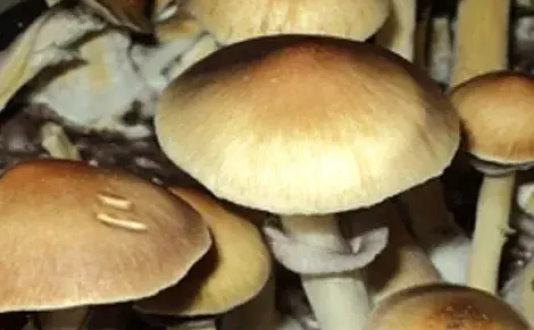 Creeper Spore Syringes