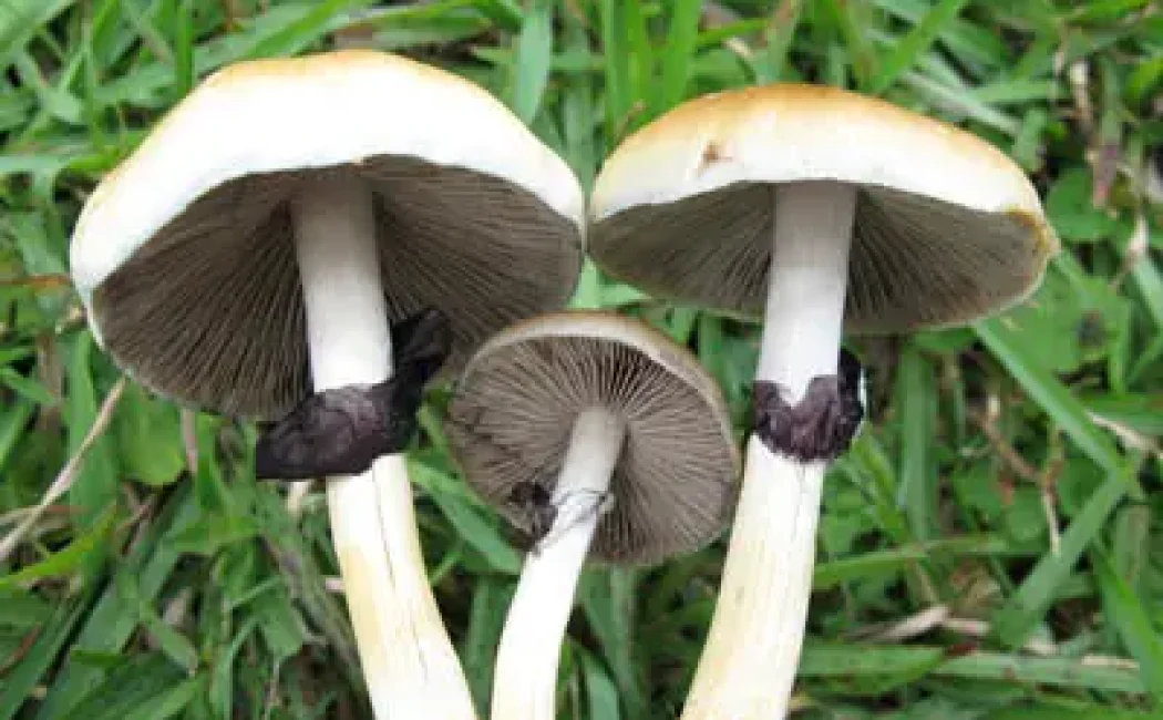Three mature mushrooms selected for size, with broad caps and visible gills, growing in a grassy area.