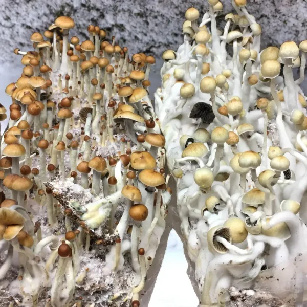 This image highlights a successful magic mushrooms spores cultivation, with vibrant mushrooms growing in a nutrient-rich substrate.