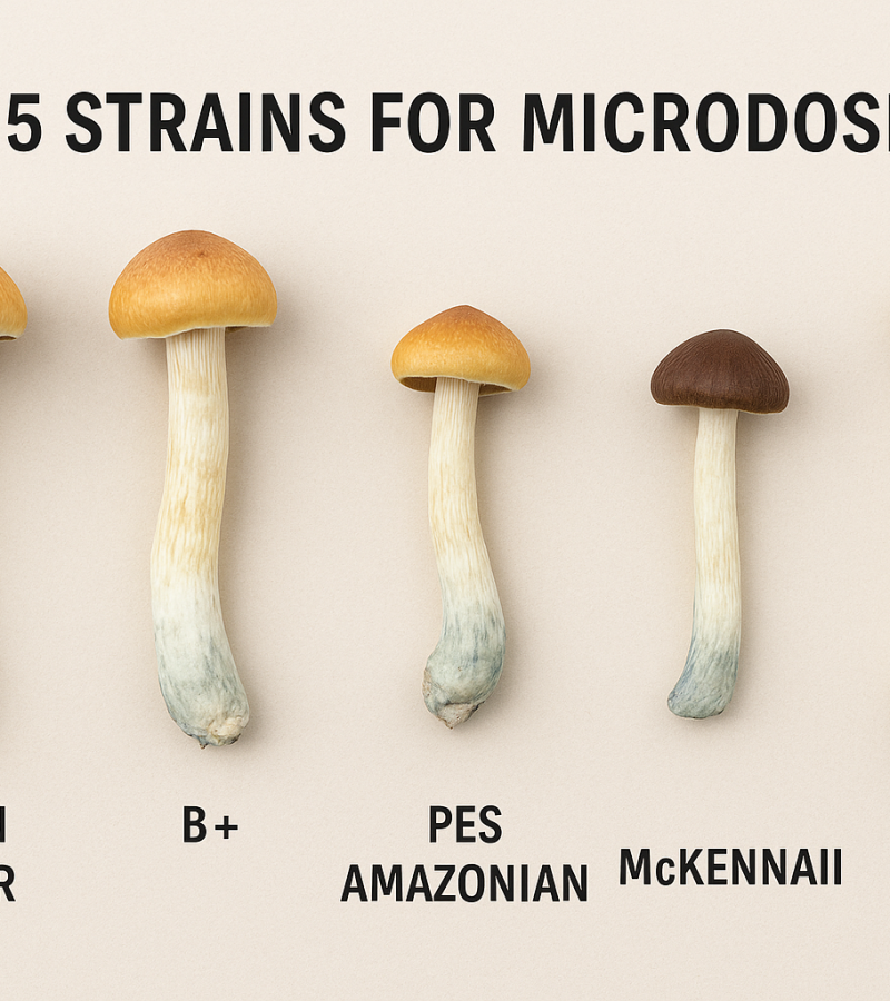 Five psilocybin mushroom strains—Golden Teacher, B+, PES Amazonian, McKennaii, and Albino A+—displayed on a neutral background for a microdosing guide.