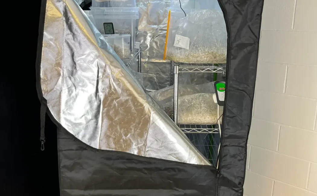 Black mushroom grow tent with shelving and transparent bags, used for indoor mycology cultivation.