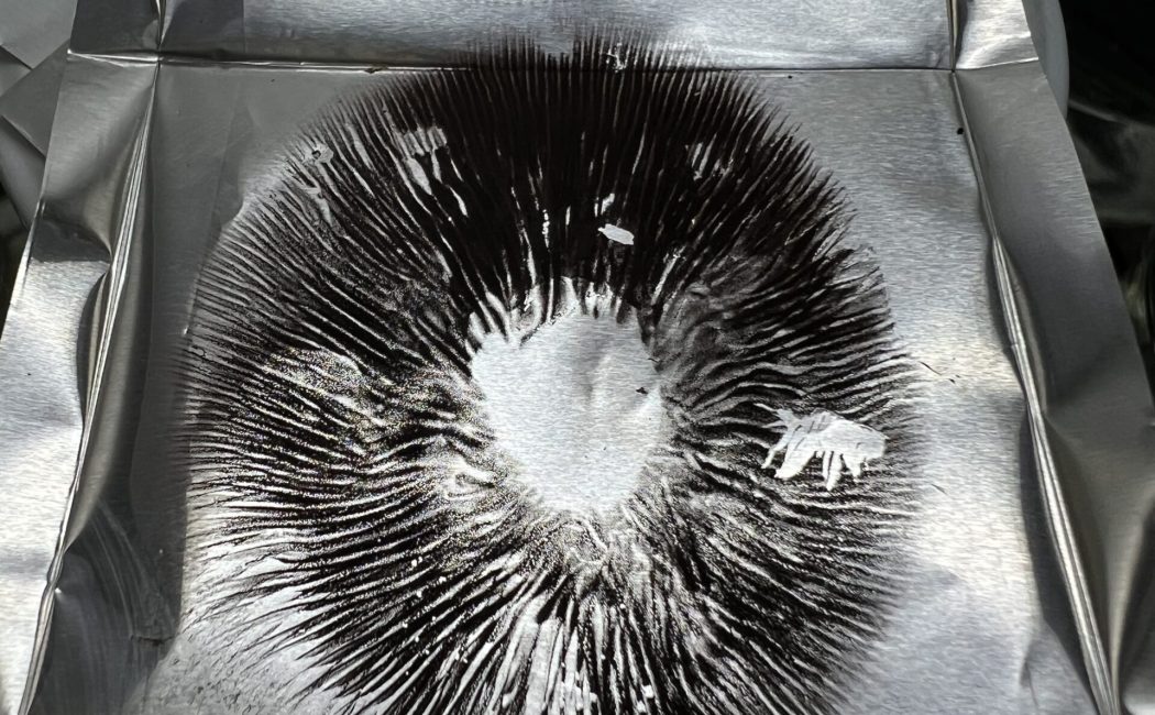 Blue Meanies spore print on foil showing dark purple spores – Psilocybe cubensis microscopy sample