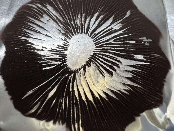 Ban Hua Thai spore print on foil with rich purple spore clusters