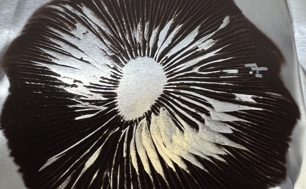 Ban Hua Thai spore print on foil with rich purple spore clusters