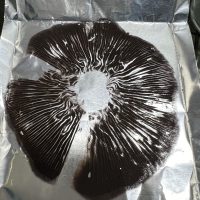 Golden Teacher Magic mushroom spore print on foil with high-contrast radial spore deposit, Psilocybe cubensis microscopy sample