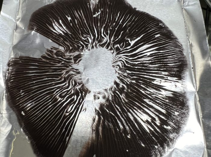 Golden Teacher Magic mushroom spore print on foil with high-contrast radial spore deposit, Psilocybe cubensis microscopy sample