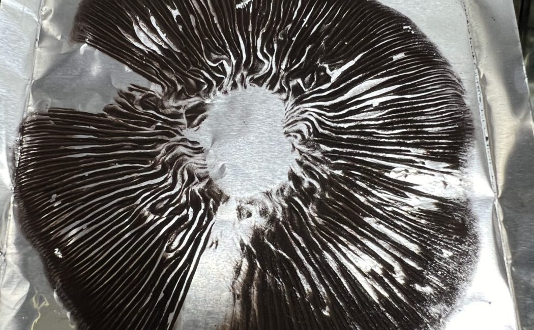 Golden Teacher Magic mushroom spore print on foil with high-contrast radial spore deposit, Psilocybe cubensis microscopy sample