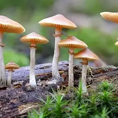 Psilocybin for Depression