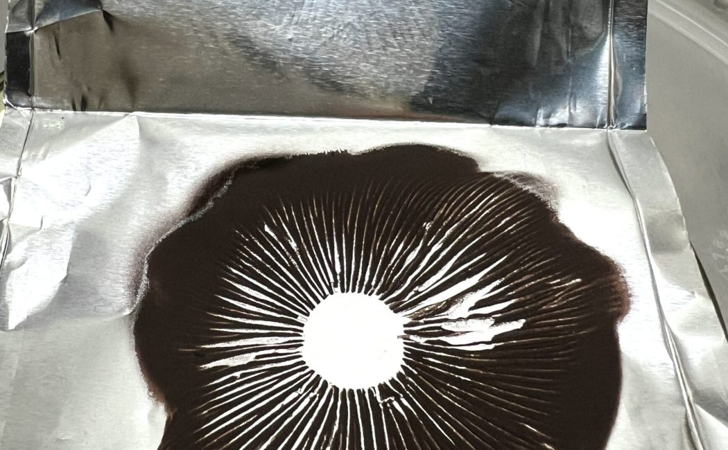 Aztec God spore print Psilocybe cubensis spores
