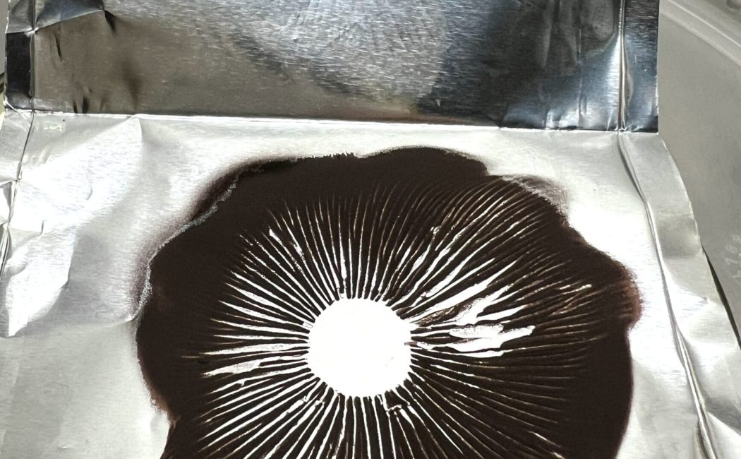 Aztec God spore print Psilocybe cubensis spores