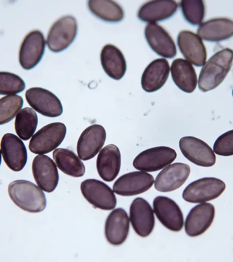 High-magnification microscopy photograph of Psilocybe cubensis fungal spores on a glass slide, as seen through a compound laboratory microscope.
