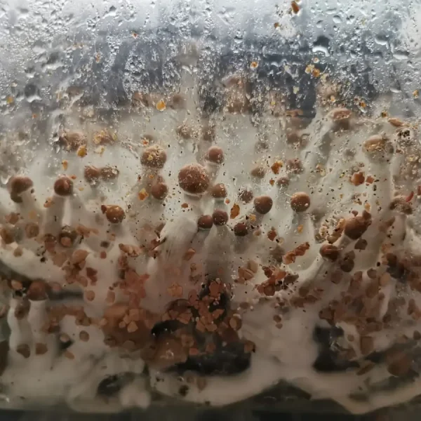 Magic Mushroom grow kit showing pinning mushrooms inside a grow bag.