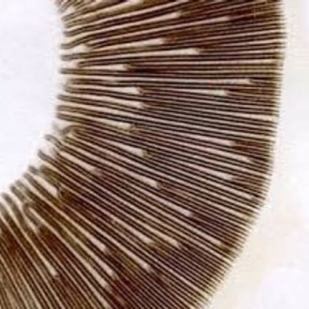 Close-up of a brown mushroom spore print showing radial lines of spores deposited on paper.