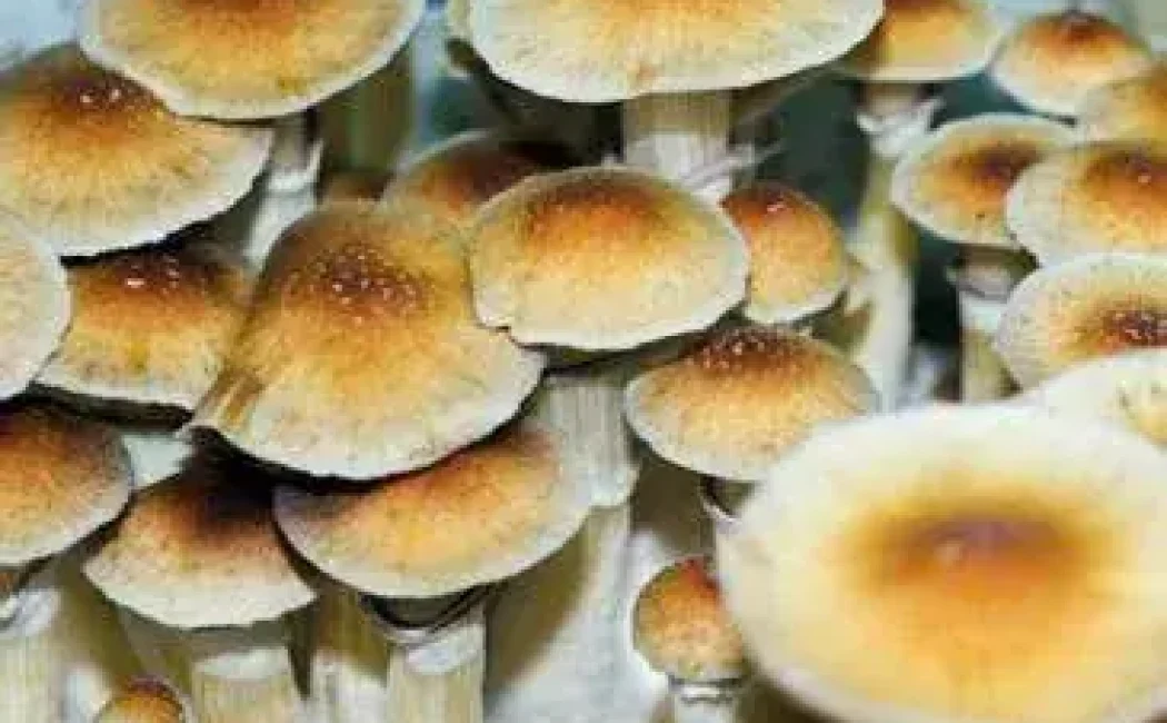 Malabar Coast Spore Syringe