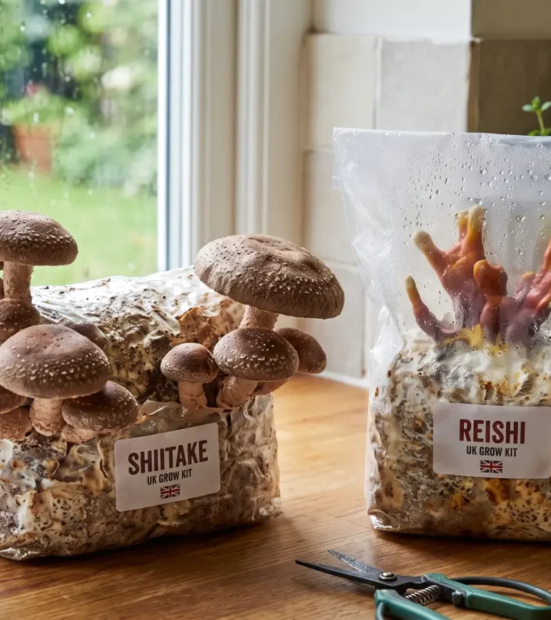 Shiitake and Reishi mushroom grow kits side by side on a wooden kitchen worktop in a UK home. On the left, mature Shiitake mushrooms sprout from an open block.